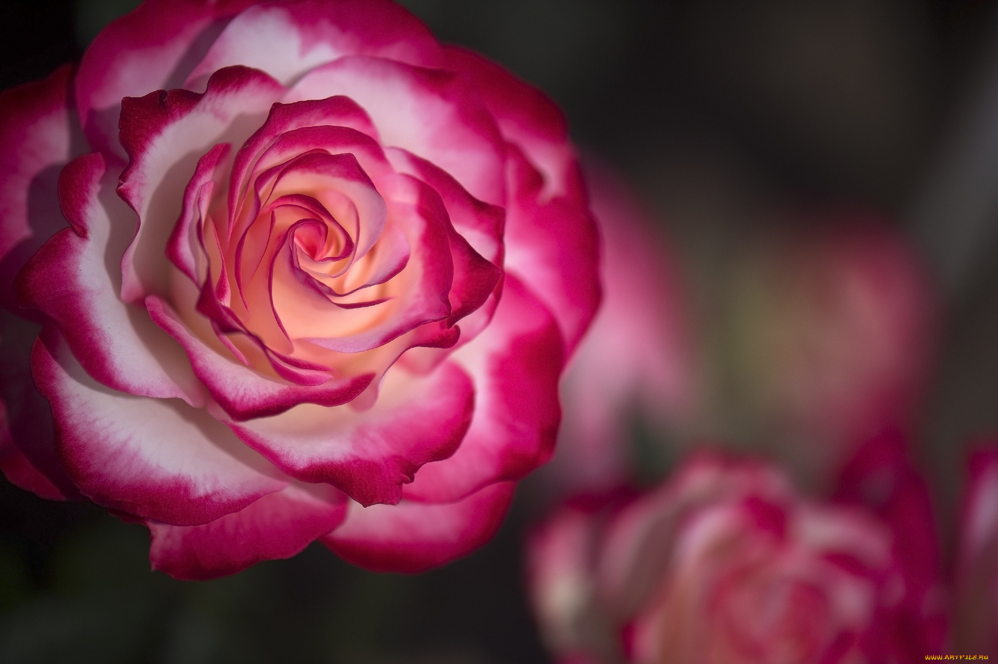 , , bloom, rose, , 